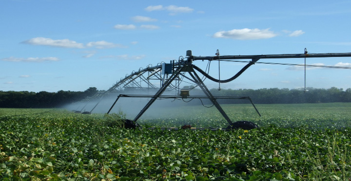 Field being watered by irrigation